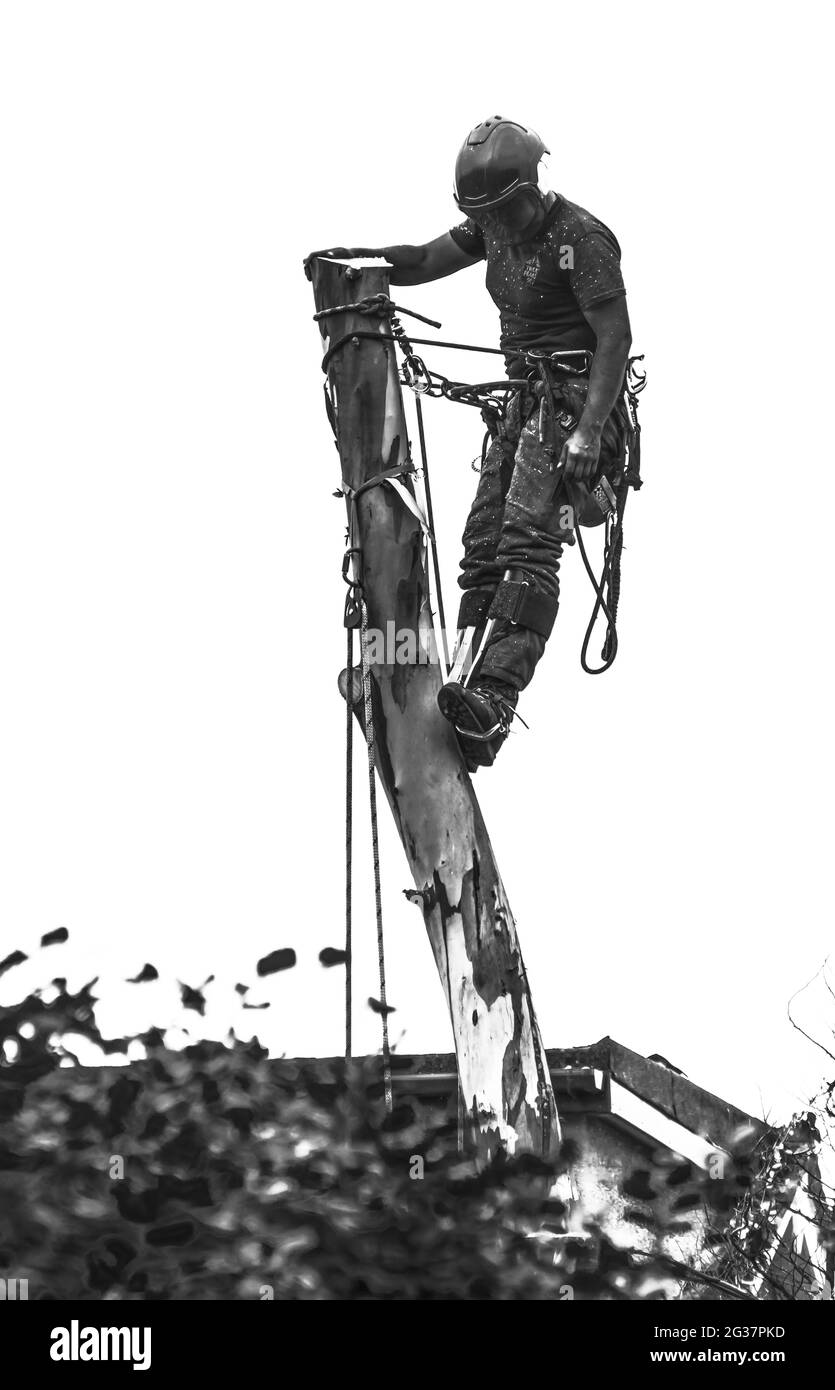 Das Bild zeigt einen Baumchirurgen, der methodisch einen Eukalyptusbaum fällte, der für benachbarte Eigenschaften gefährlich wurde Stockfoto