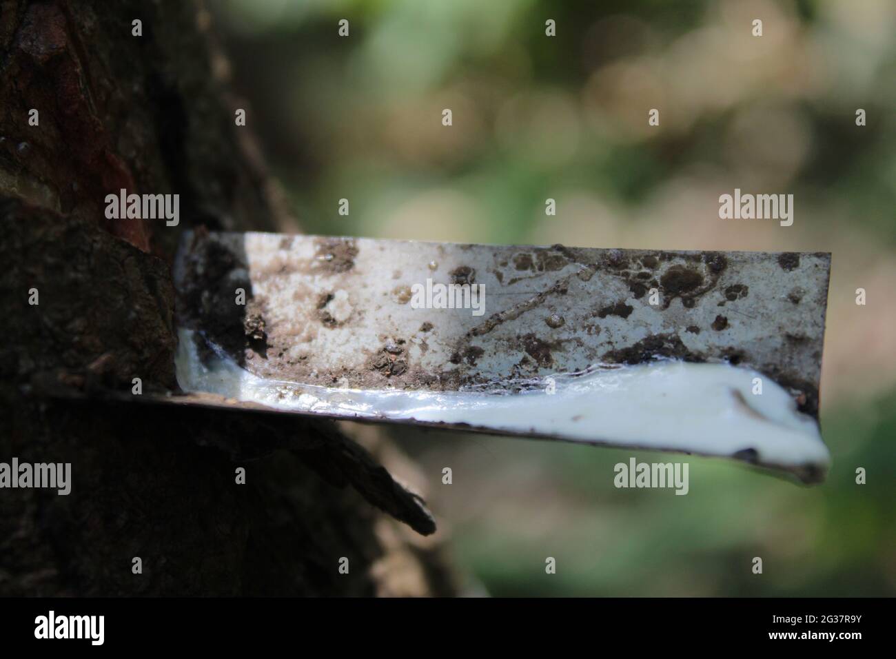 Latex-Auffanggefäß Stockfoto