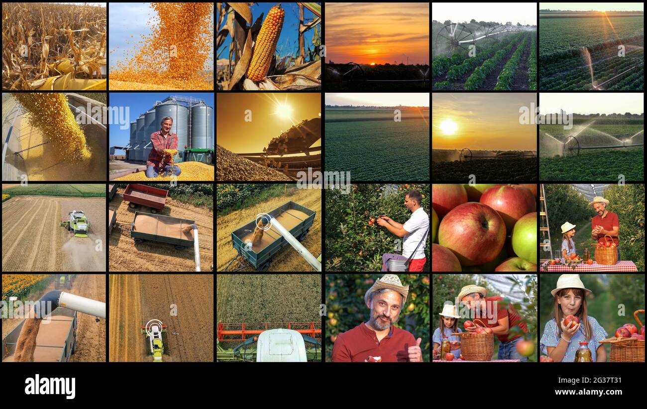 Landwirtschaft und Landwirtschaft Arbeitsplätze. Bauern bei verschiedenen saisonalen landwirtschaftlichen Arbeiten auf einem Feld. Stockfoto