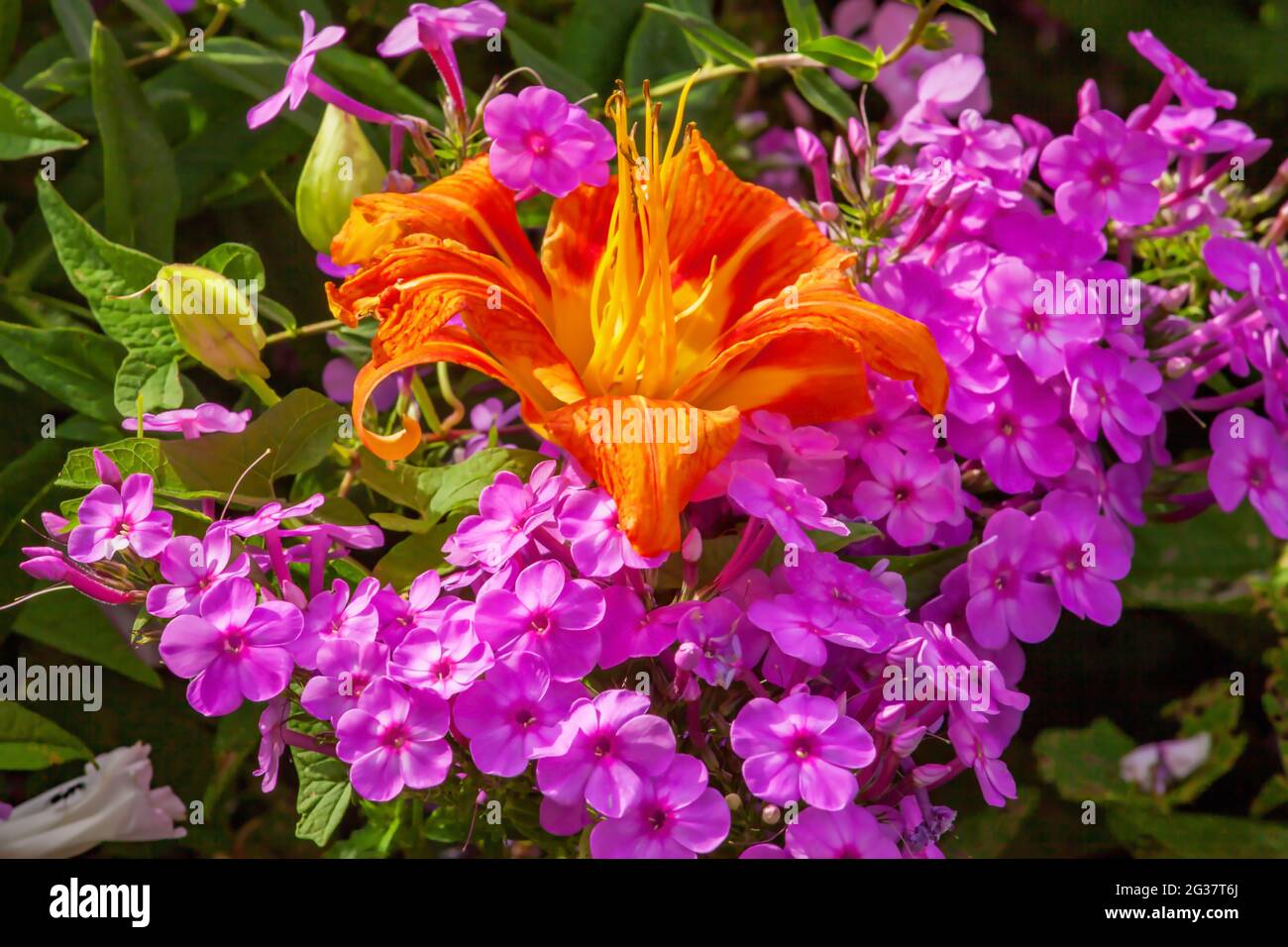 „Kwanzo“-Lilie und Gartenphlox wachsen in einem Sommergarten in Pennsylvania zusammen Stockfoto