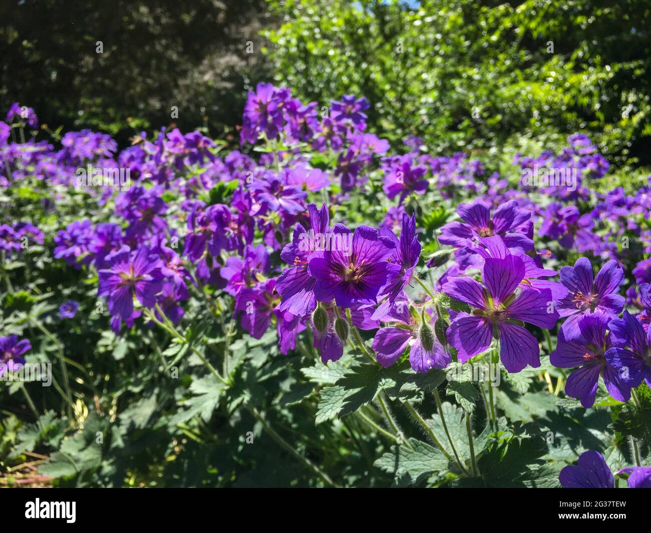 Feld des Purpurkranichs (Geranium x magnificum) im Public Park Hasenheide in Berlin in der Sommersonne. Stockfoto