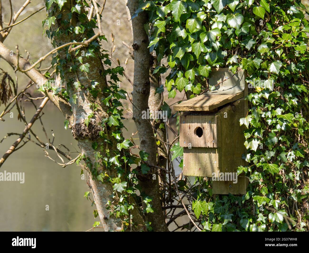 Nistkasten für Vögel versteckt in Efeu und Garten Grün, Bäume, Pflanzen. Stockfoto