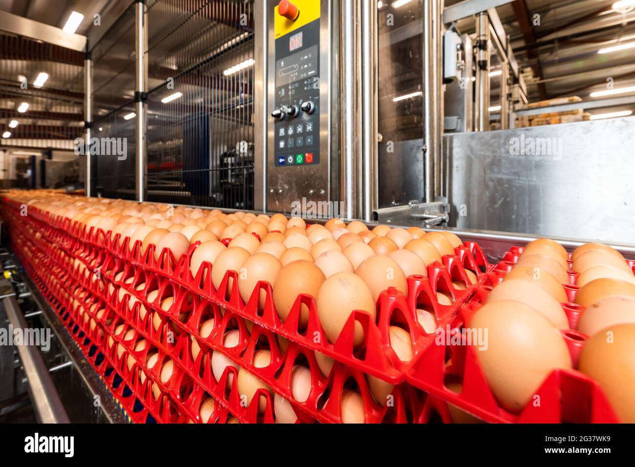 Hühnereier auf einer Produktionslinie Stockfoto