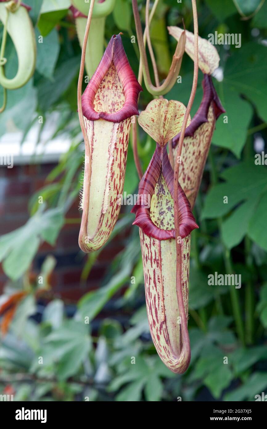 Nahaufnahme einer tropischen Krug-Pflanze mit dem wissenschaftlichen Namen Nepenthes spectabilis x ventricosa Stockfoto