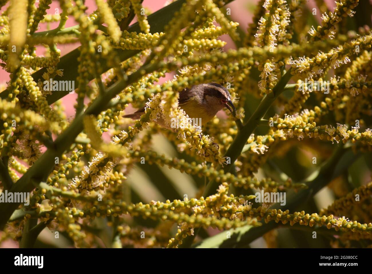 Cambacica Stockfoto