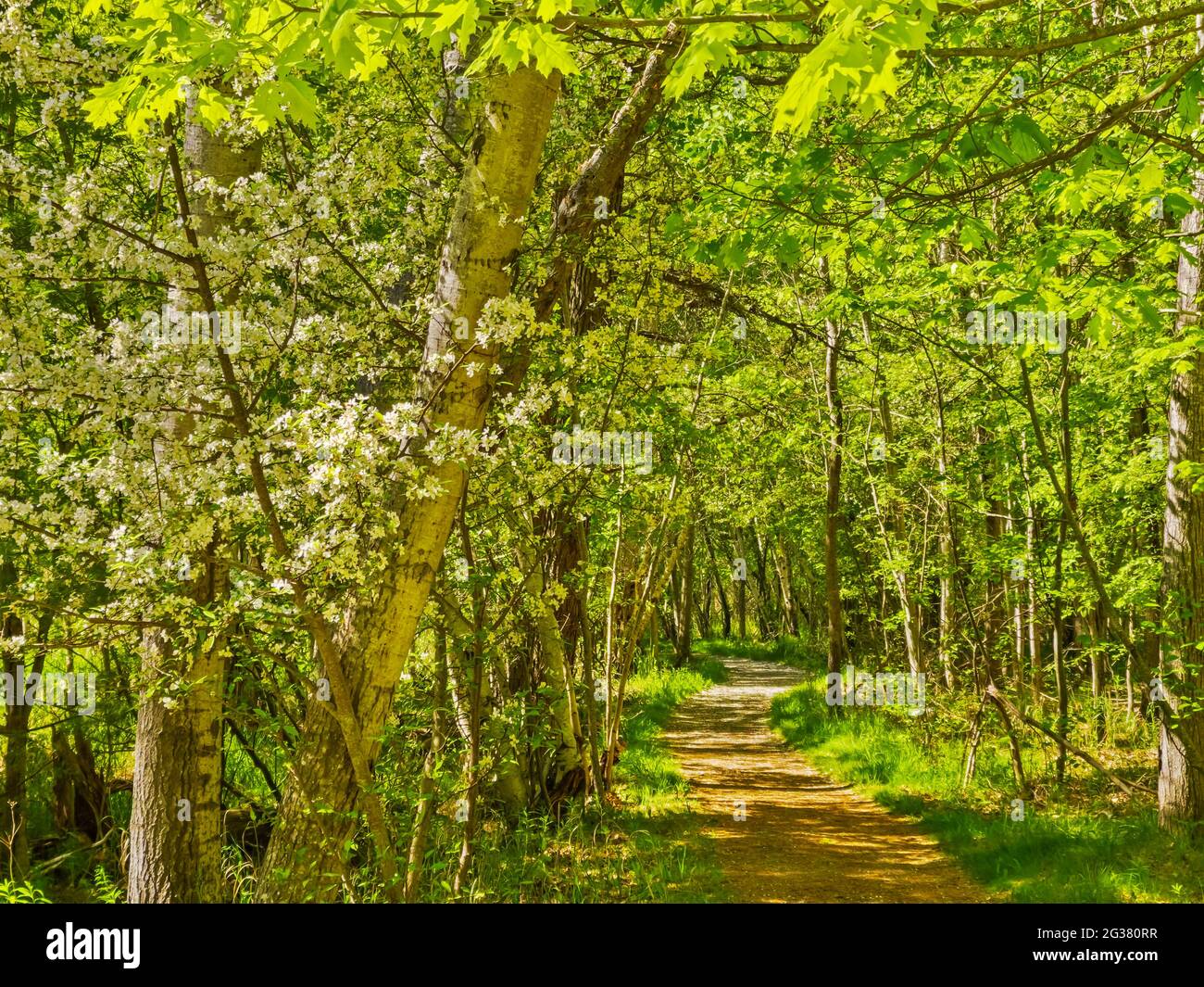 Jessup Trail, Wild Gärten von Acadia, Acadia National Park, Maine, USA Stockfoto