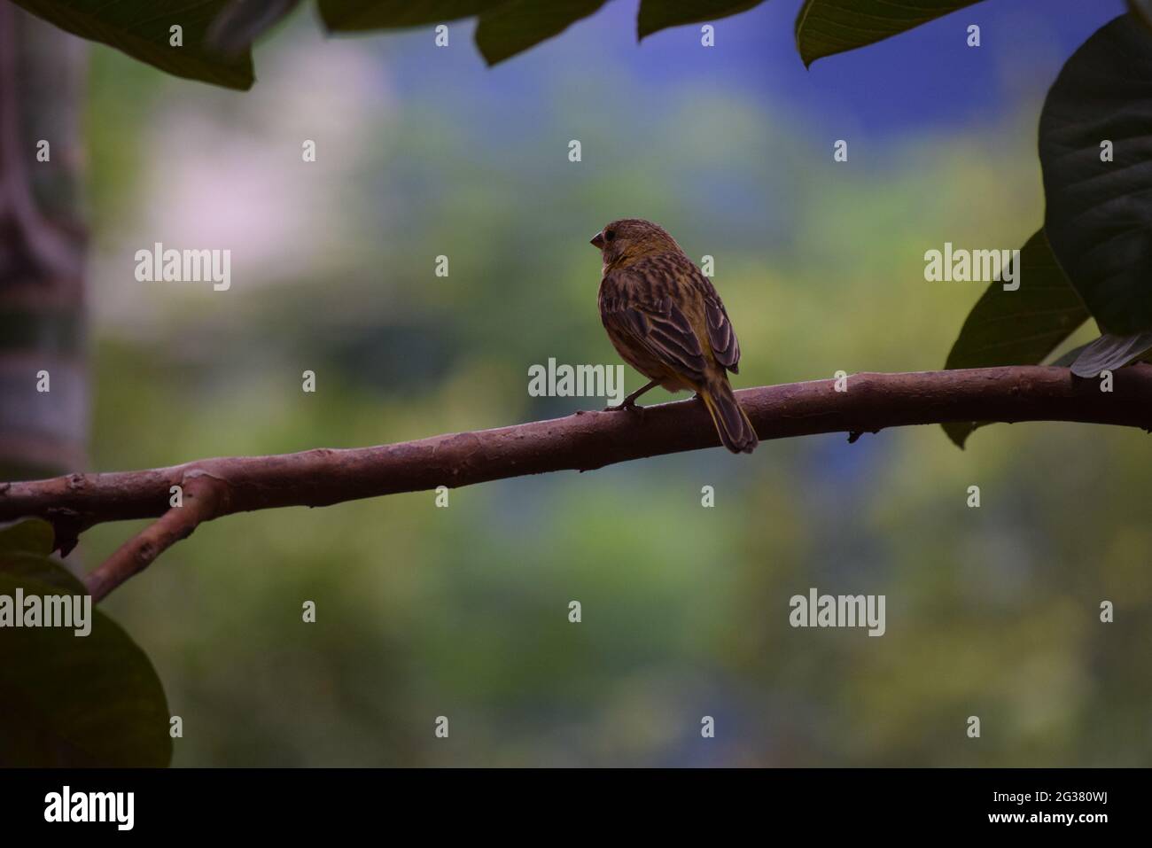 Canário Brasil Stockfoto