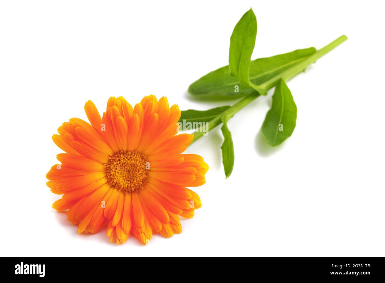 Ringelblumeblume isoliert auf weißem Hintergrund Stockfoto