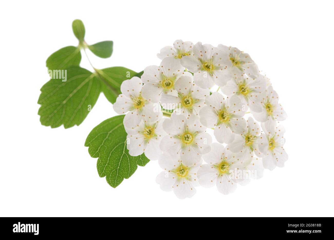 Spirea Blüten isoliert auf weißem Hintergrund Stockfoto