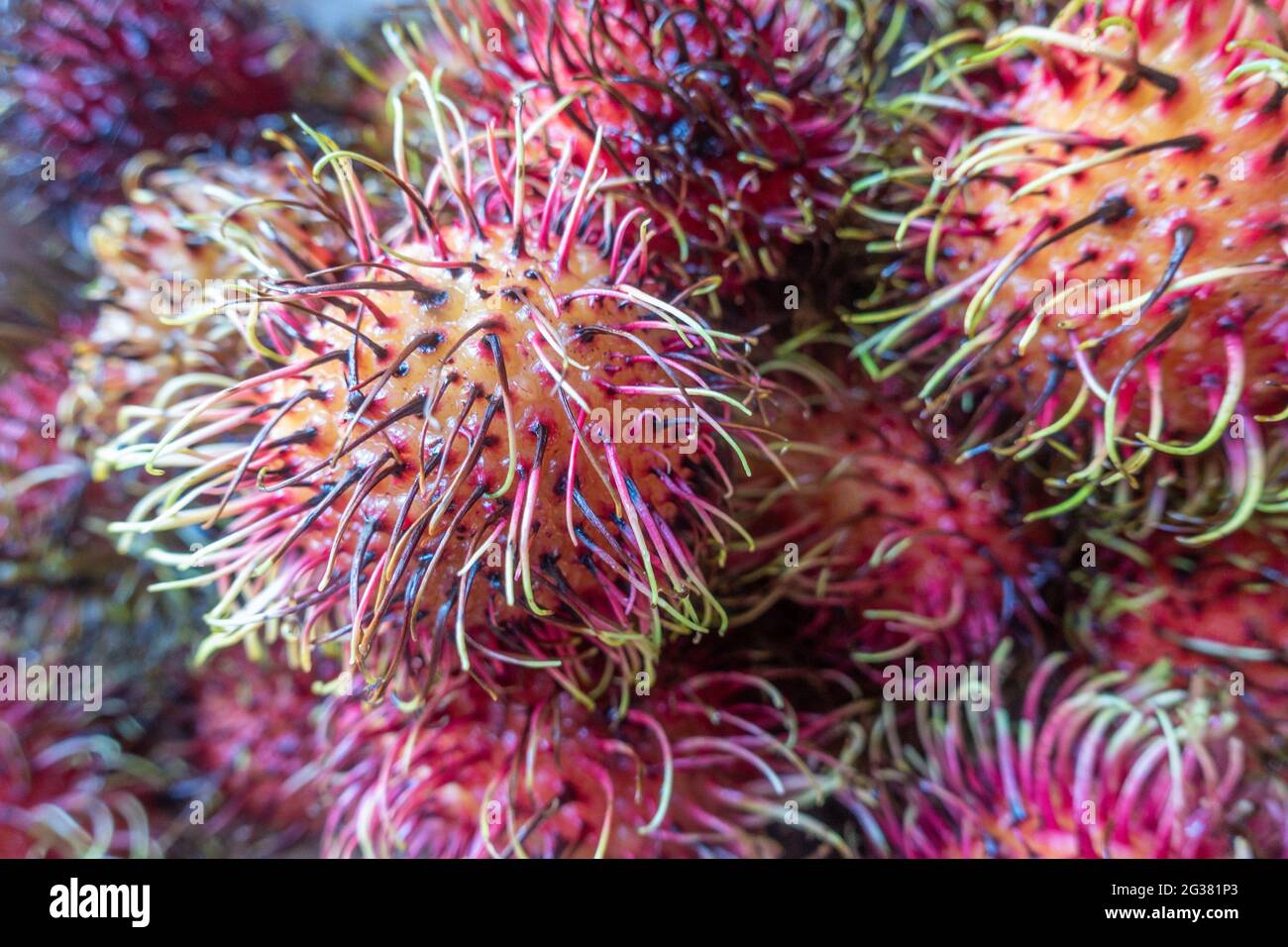 Rambutan, eine tropische Frucht, die in Asien angebaut wird. Stockfoto