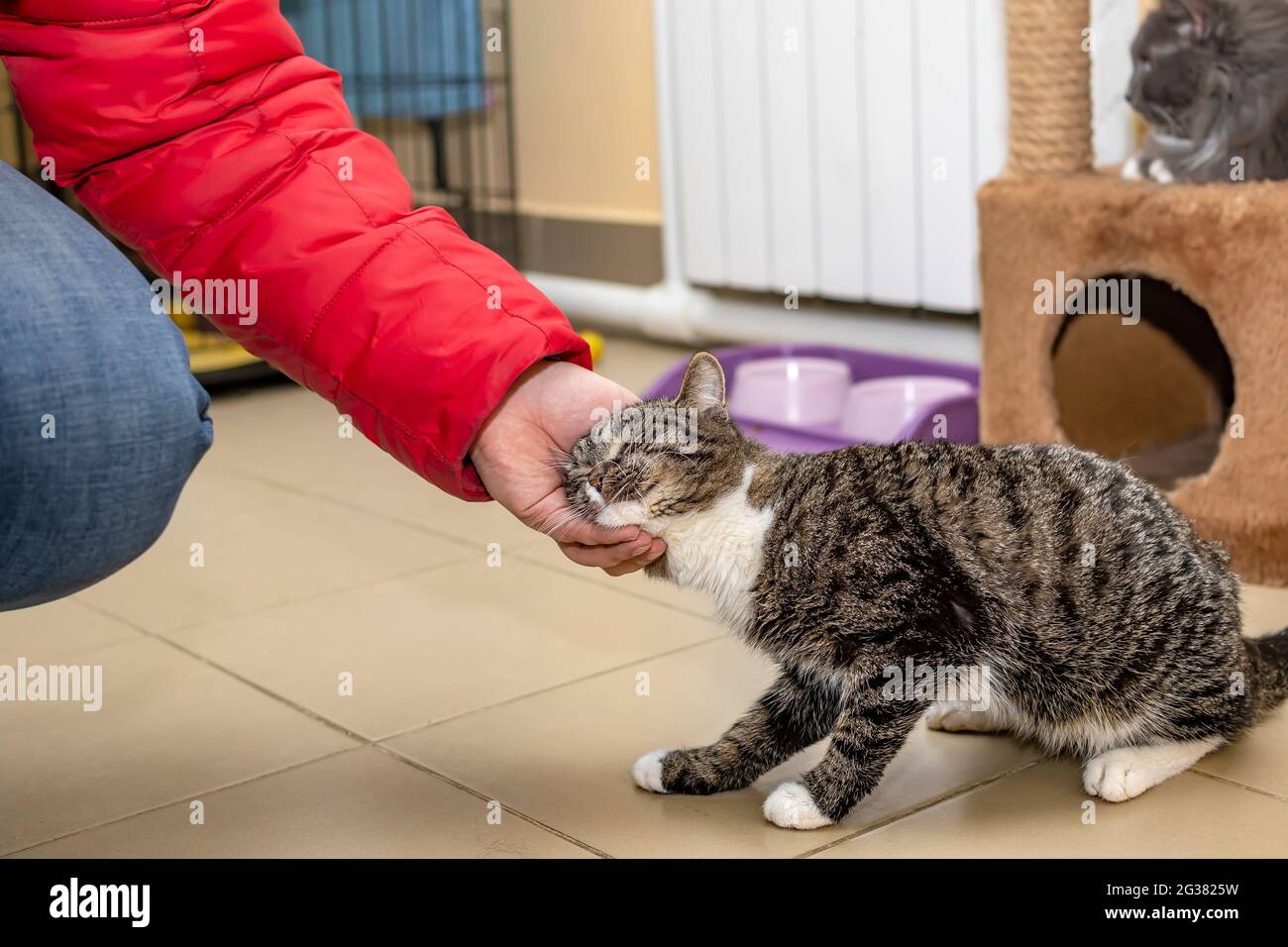 Die zärtliche Katze reibt sich den Kopf, streichelt die Hand einer Person Stockfoto