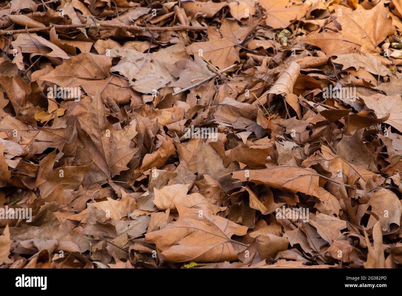 Trockene braune Herbstblätter für natürlichen Herbsthintergrund Stockfoto