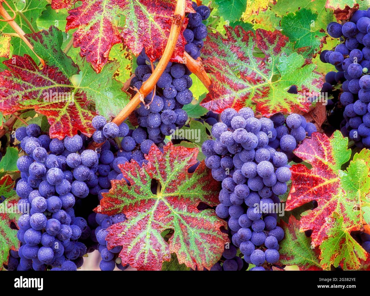 V00145M.tiff Trauben (cabernet sauvingnon) mit Herbstfärbung. Alpine Vineyards, Oregon Stockfoto