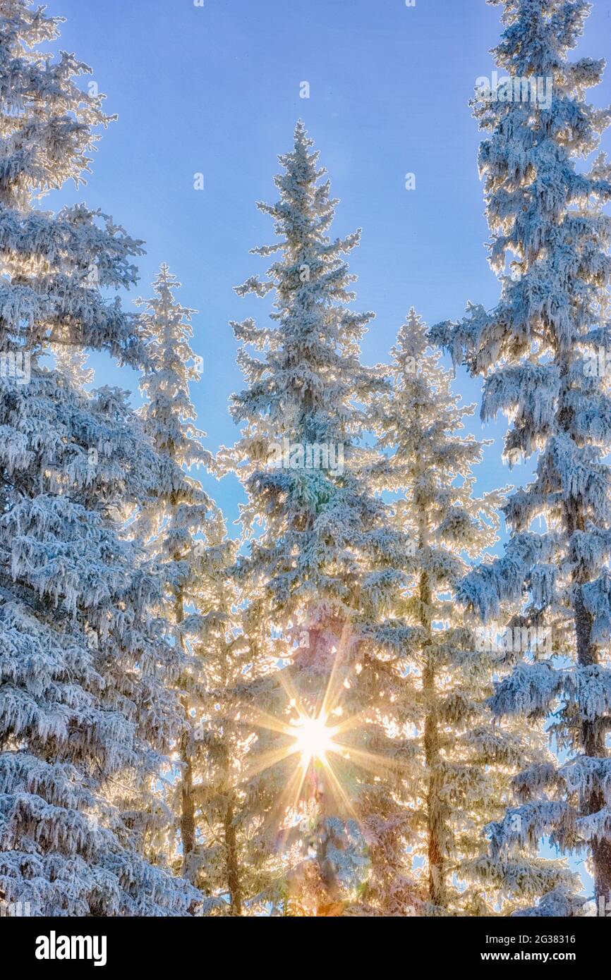 Sonne durch Schnee bedeckten Baum an Anthony Seen im winter Stockfoto