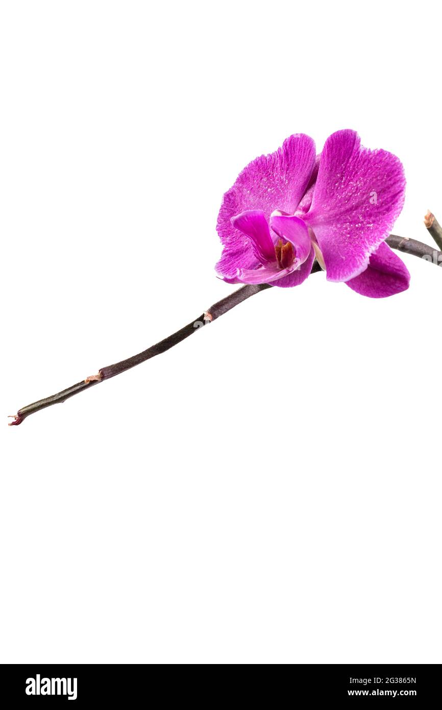 Orchidee. Phalaenopsis ist eine Gattung von etwa siebzig Pflanzenarten aus der Familie der Orchidaceae. Stockfoto