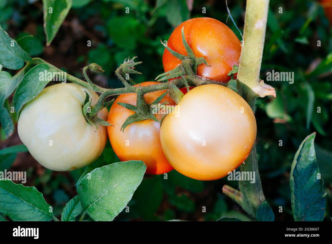 Grüne Tomaten und rote Tomaten wachsen auf der Tomatenpflanze in einem Bio-Gemüsegarten. Málaga, Andalucía, Spanien, Europa Stockfoto