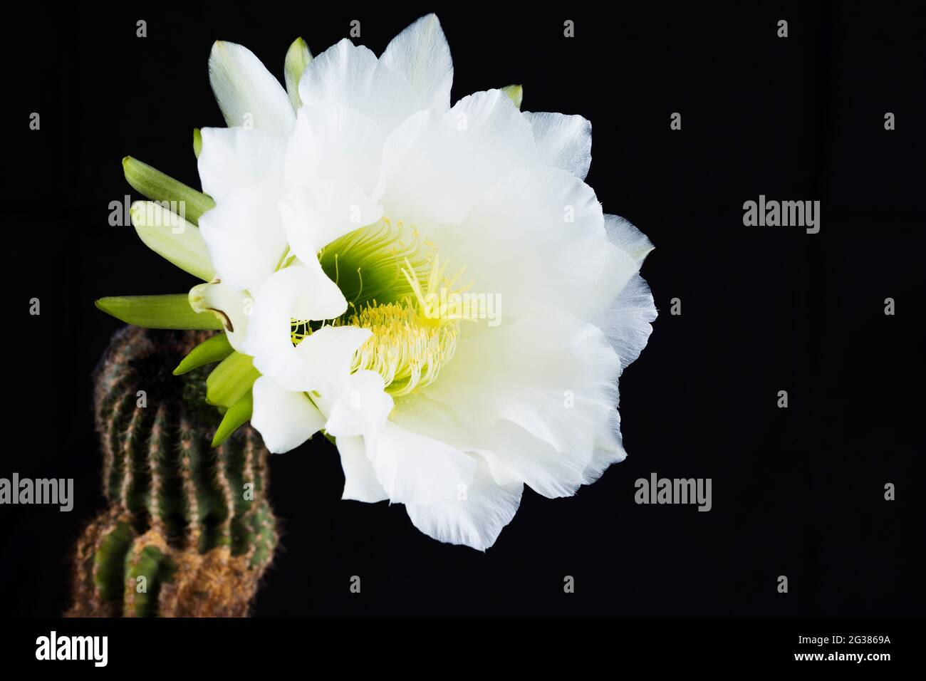 Echinopsis spachiana Blume Stockfoto