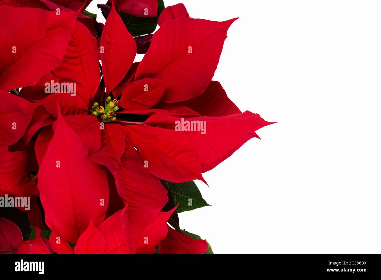 Die Weihnachtsstern, die in Mexiko und Mittelamerika beheimatet ist, ist vor allem für ihre roten und grünen Blätter bekannt und ist wi Stockfoto