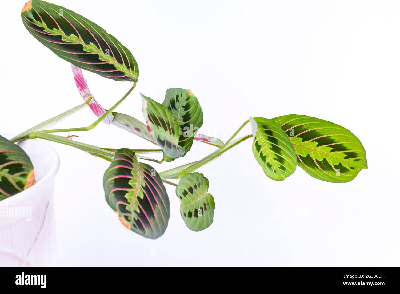 Maranta leuconeura var. erythroneura in Blumentopf isoliert auf weißem Hintergrund. Maranta leuconeura, auch als Gebetspflanze bekannt, ist eine Blütenart Stockfoto