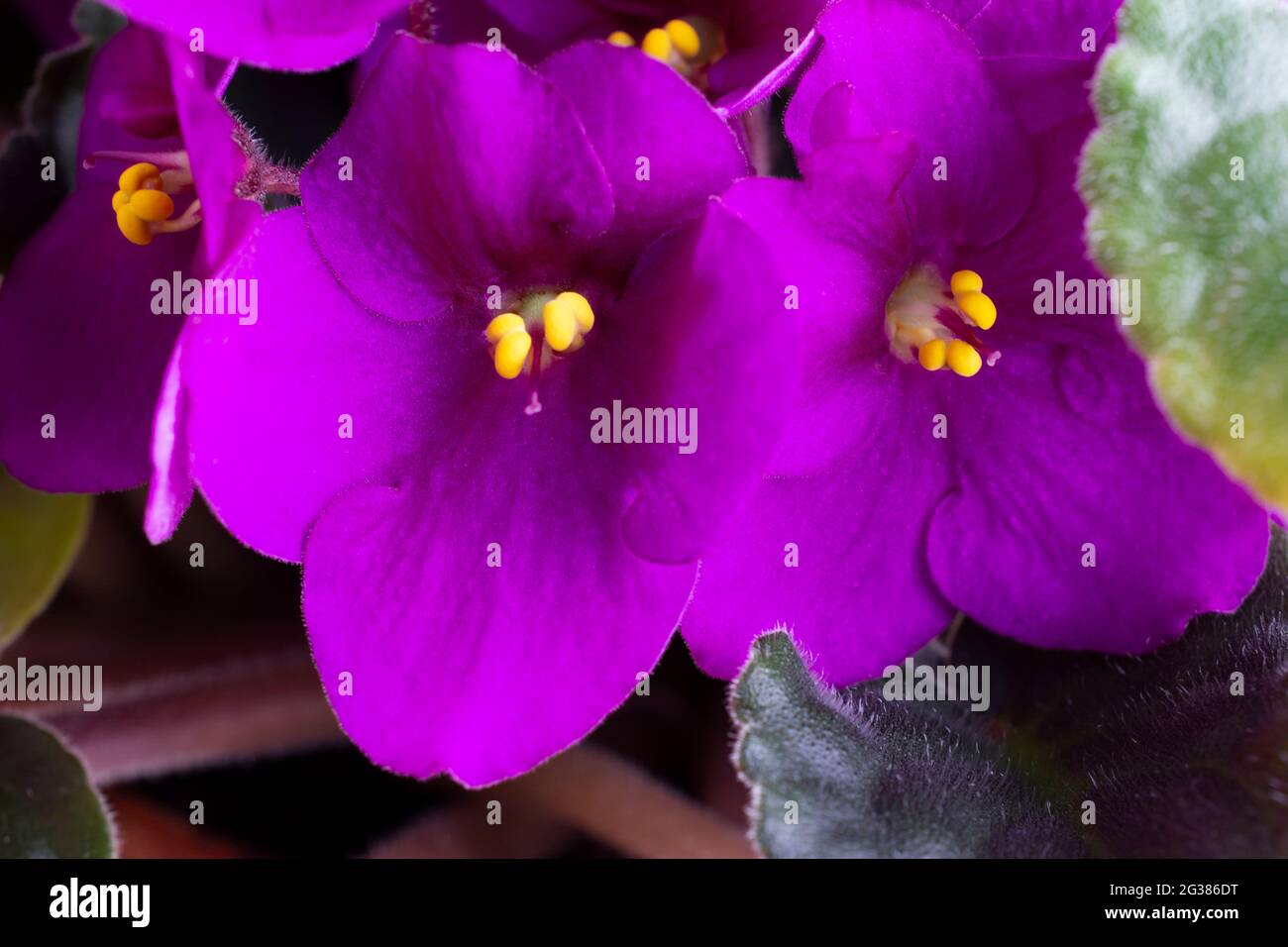 Viola odorata ist eine Art von Veilchen, Gattung Viola. Sie ist in Europa und Asien beheimatet. Es ist allgemein bekannt als Sweet Violet, English Violet, Common Violet Stockfoto