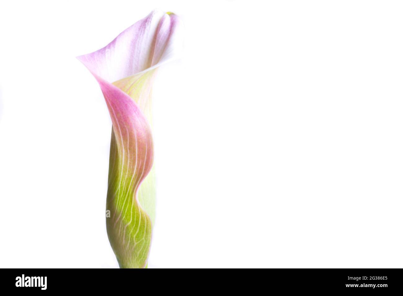 Zantedeschia aethiopica, allgemein bekannt als Calla Lily und Arum Lily, ist eine blühende Pflanze aus der Familie der Araceae, die im südlichen Afrika beheimatet ist Stockfoto