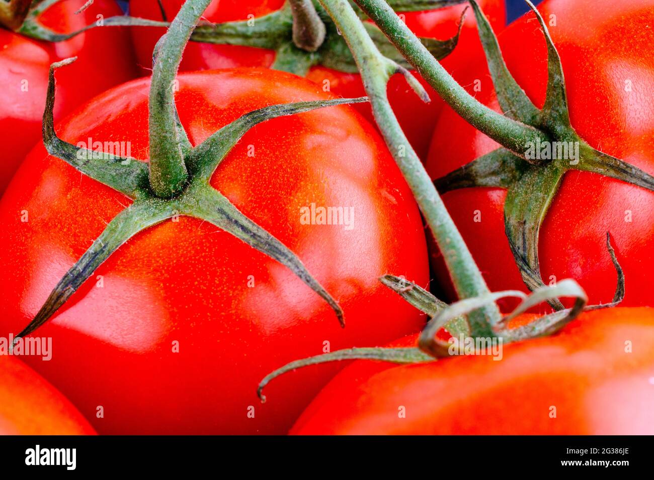 Rote Tomate mit Stiel. Die Tomate ist die essbare Beere der Pflanze Solanum lycopersicum, allgemein bekannt als Tomatenpflanze. Andalusien, Spanien, Europa Stockfoto