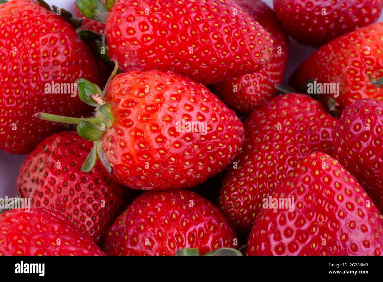 Frische rote Erdbeere. Fragaria Gattung der blühenden Pflanzen in der Familie der Rosengewächse, Rosaceae, bekannt als Erdbeeren für ihre essbaren Früchte. Da ist ein Stockfoto