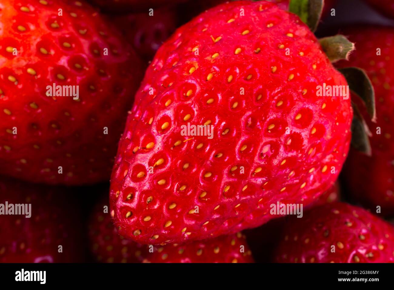 Frische rote Erdbeere. Fragaria Gattung der blühenden Pflanzen in der Familie der Rosengewächse, Rosaceae, bekannt als Erdbeeren für ihre essbaren Früchte. Da ist ein Stockfoto