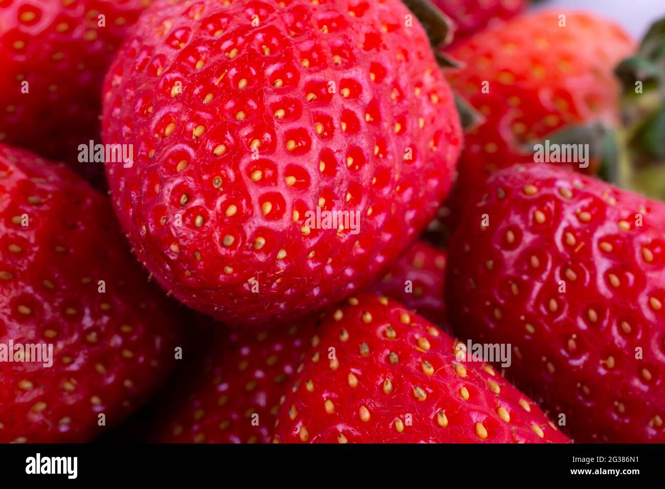 Frische rote Erdbeere. Fragaria Gattung der blühenden Pflanzen in der Familie der Rosengewächse, Rosaceae, bekannt als Erdbeeren für ihre essbaren Früchte. Da ist ein Stockfoto