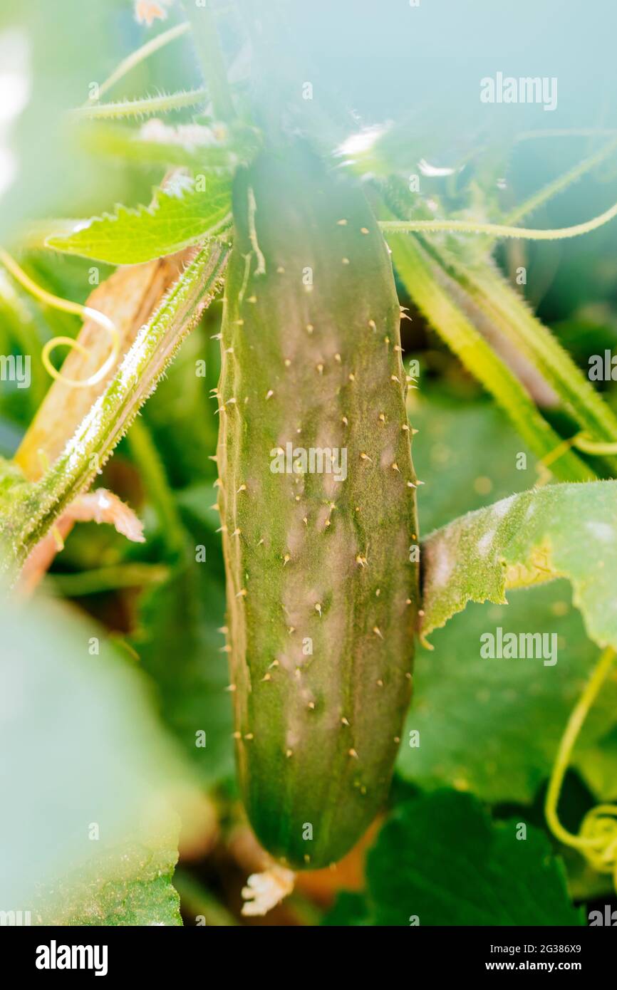 Gurken, die auf der Gurkenpflanze in einem Bio-Gemüsegarten wachsen. Málaga, Andalucía, Spanien, Europa Stockfoto