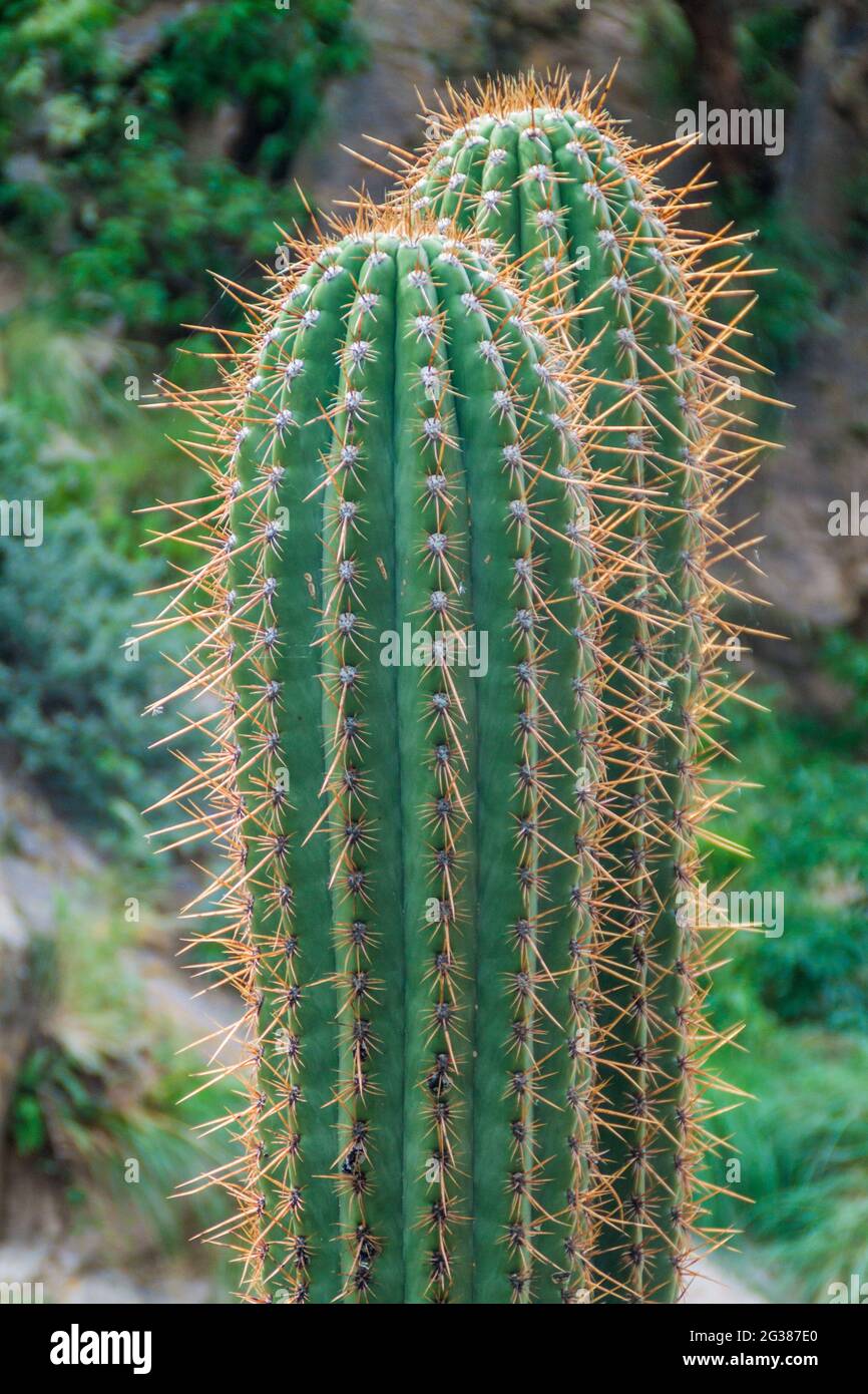 Großer Kaktus in der Nähe von Cafayate, Argentinien Stockfoto