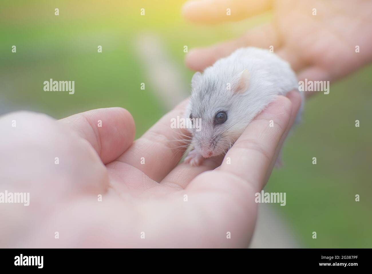 Kleine Winter weiß Hamster schlafen auf der Hand Stockfoto