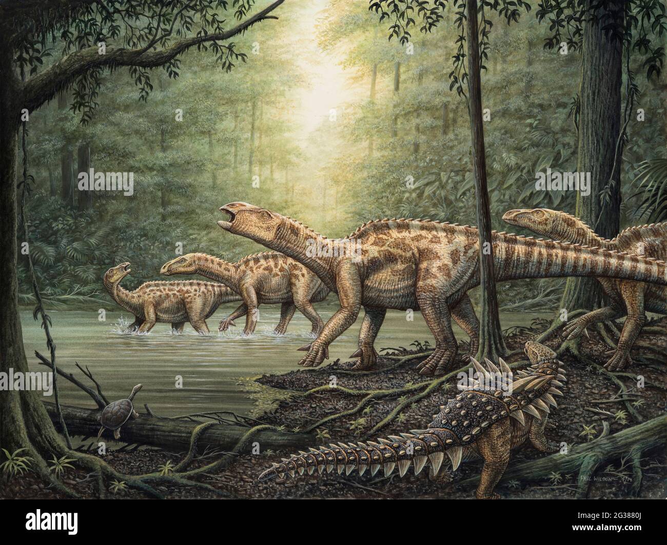 Eine Herde von Iguanodon-Dinosauriern im Wald, mit einem gepanzerten Polacanthus in der Nähe. Stockfoto