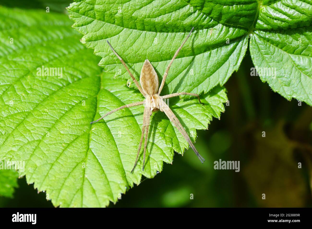Baumschule Spinnennetz (Pisaura mirabilis). Familie Pisauridae. Auf den Blättern in einem holländischen Garten im Frühjahr. Juni, Niederlande Stockfoto