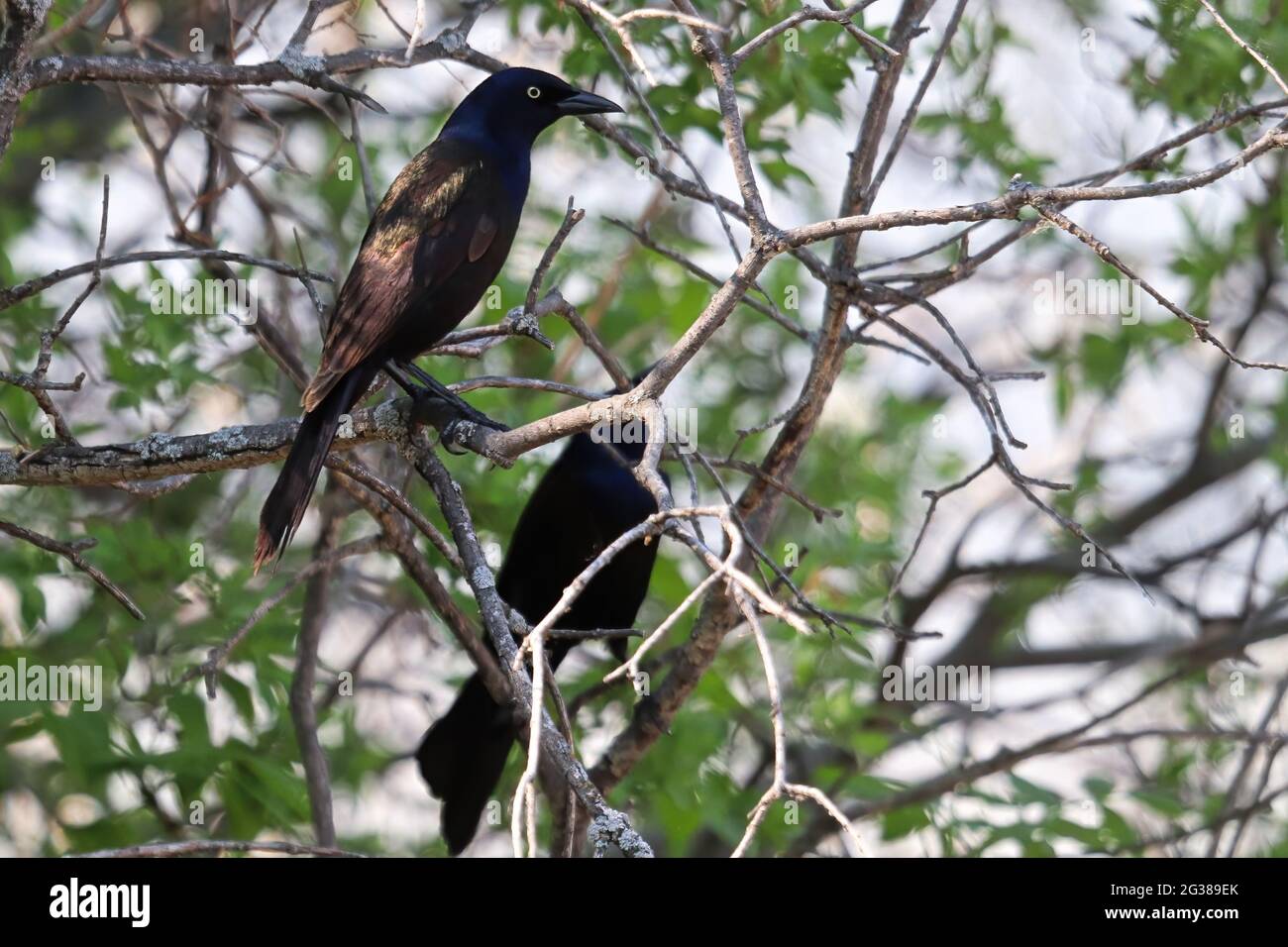 In einem Baum sitzen zwei gewöhnliche Grackles Stockfoto