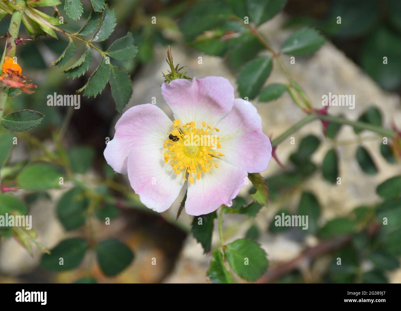 Rosa Canina Blume, rosa und weiße Farbe, gelbe Stangen. Sonniger Tag an der Trockensteinmauer in einem verlassenen Dorf. Stockfoto