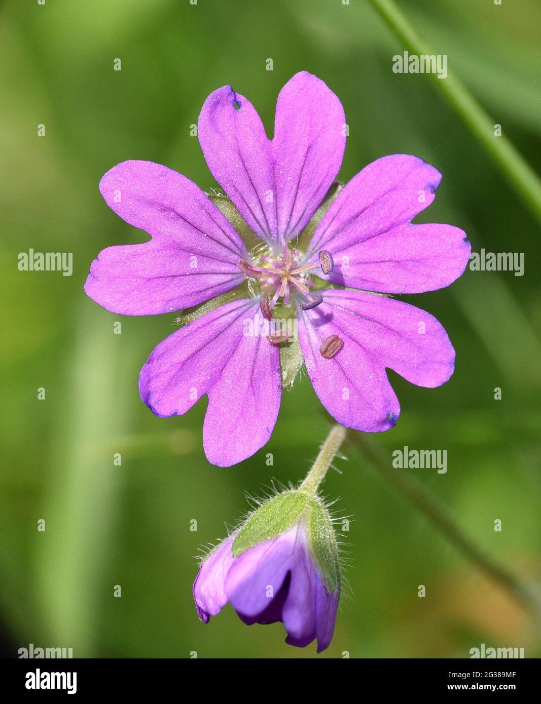 Makroansicht der Geranium pyrenaicum Blume. Von der Sonne erleuchtet, um seine Details zu schätzen, Munilla, La Rija, Spanien, Stockfoto