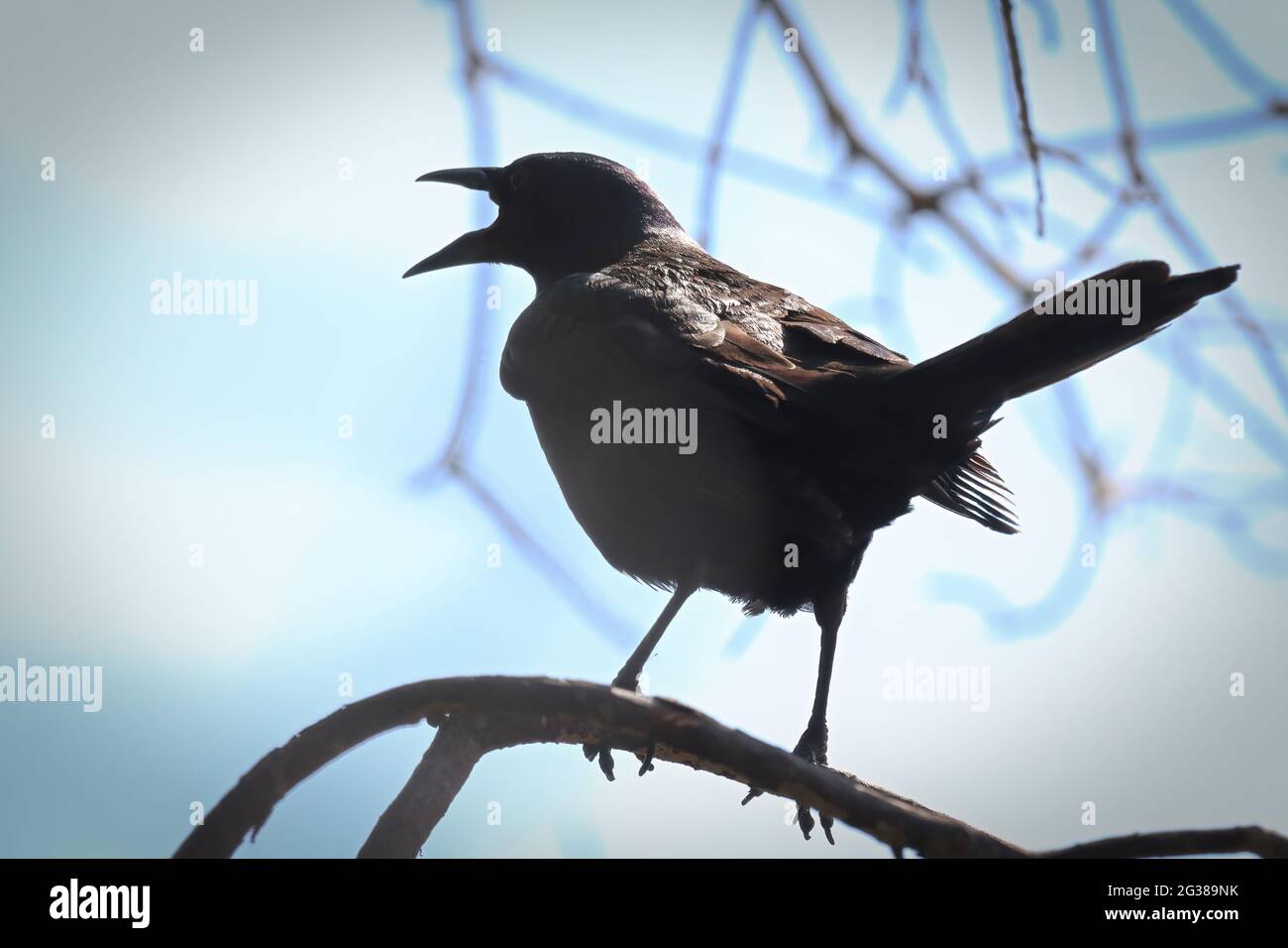 Silhouette eines gemeinen Grackels, der auf Ästen sitzt Stockfoto