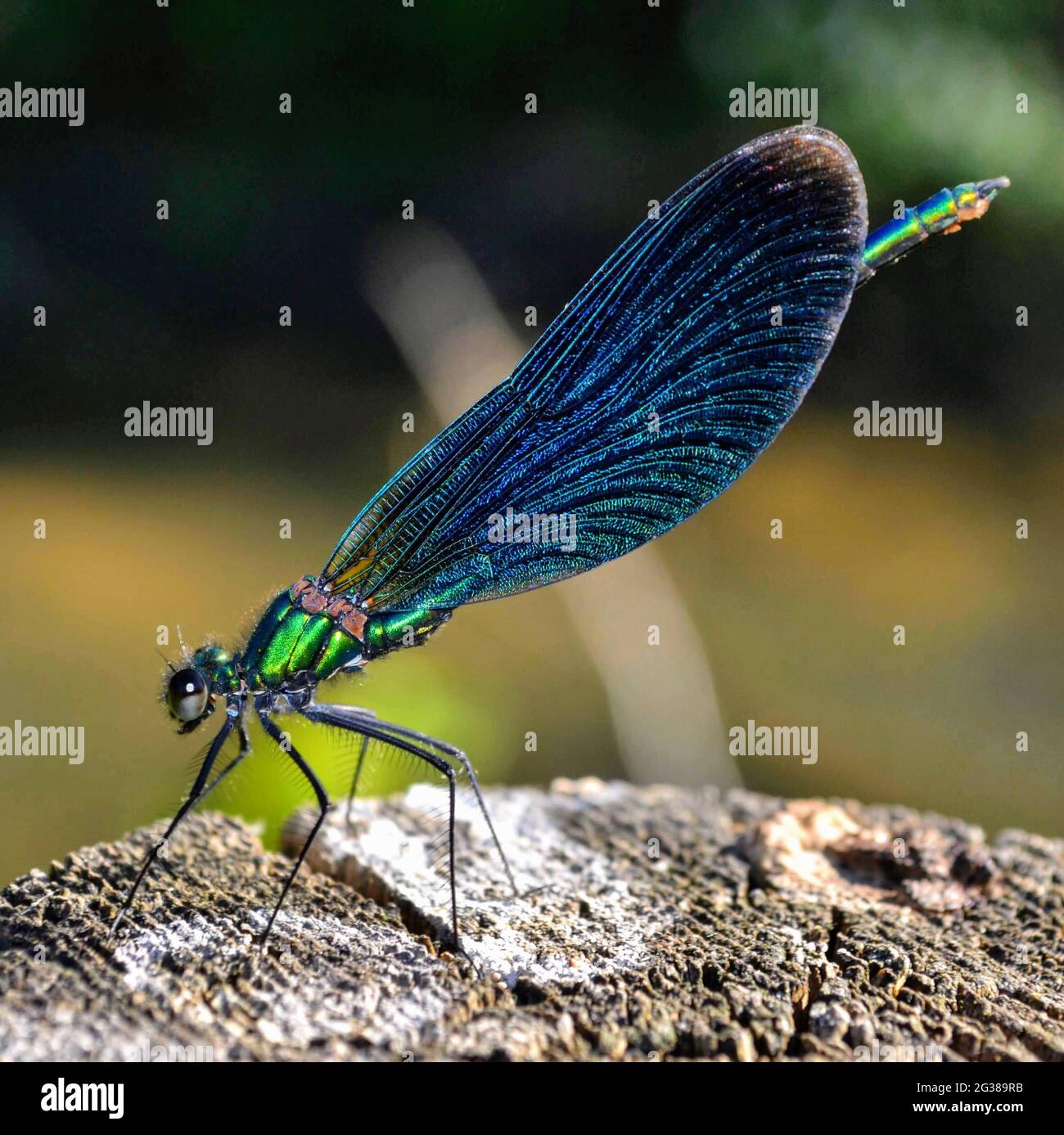 Damselfly in Castle Combe - England Stockfoto
