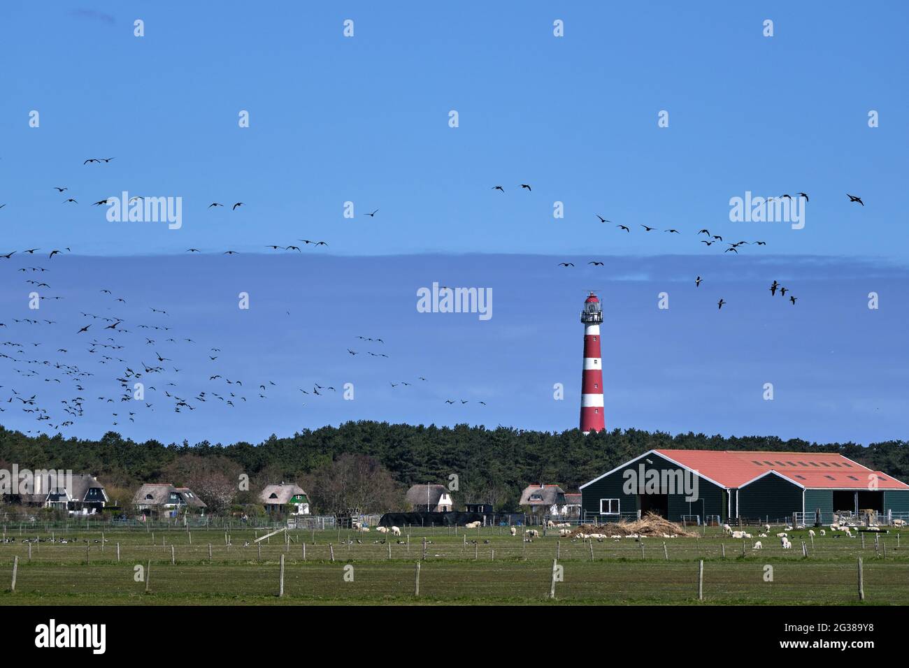 Typische holländische Landschaft mit einem Bauernhof, Ackerland mit einer Gänseschar am Himmel und dem Leuchtturm von Hollum, Ameland im Hintergrund. Niederländische Landwirte Stockfoto