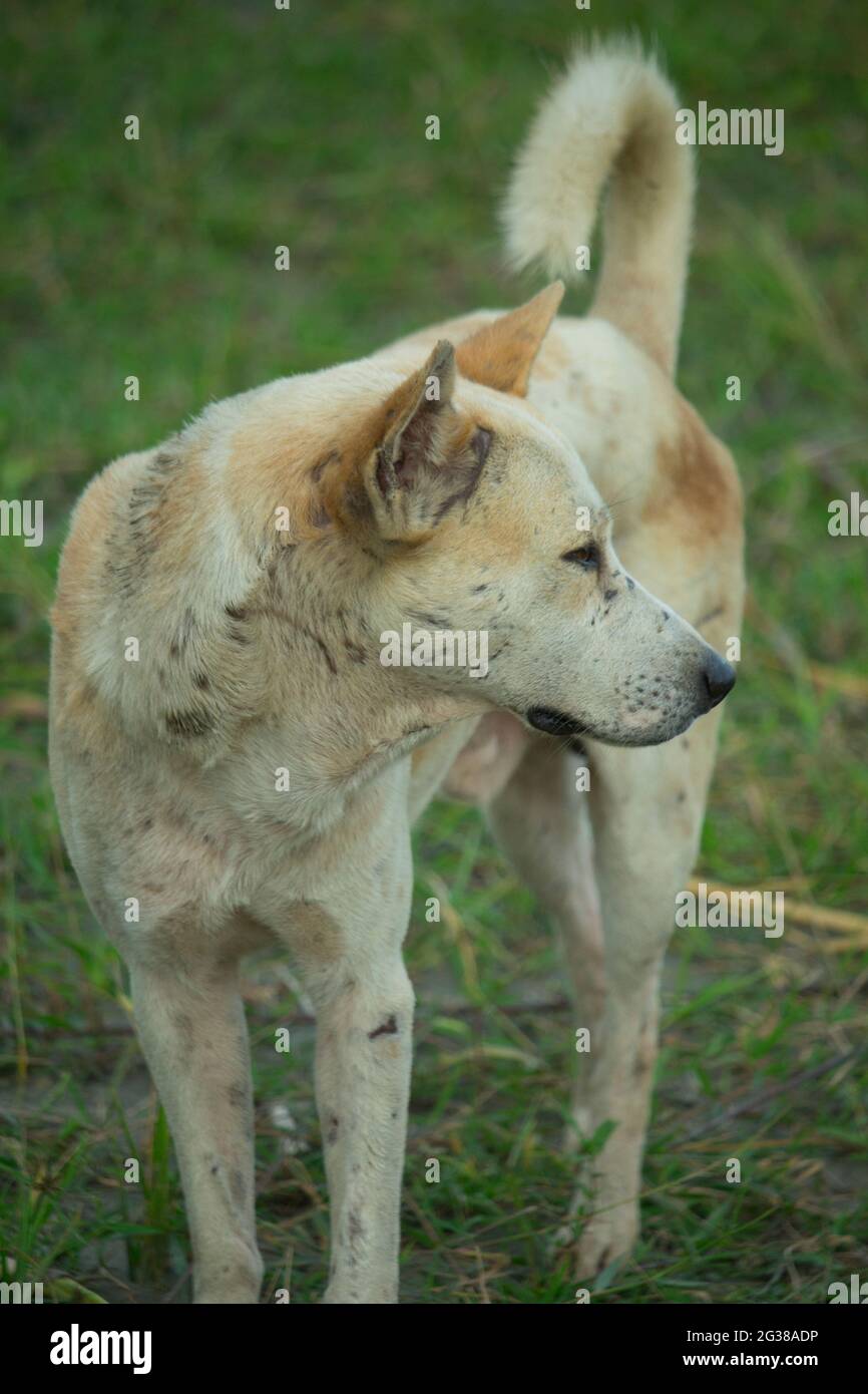Ein Hund in einer Mischung aus weißer und brauner Farbe. Stockfoto