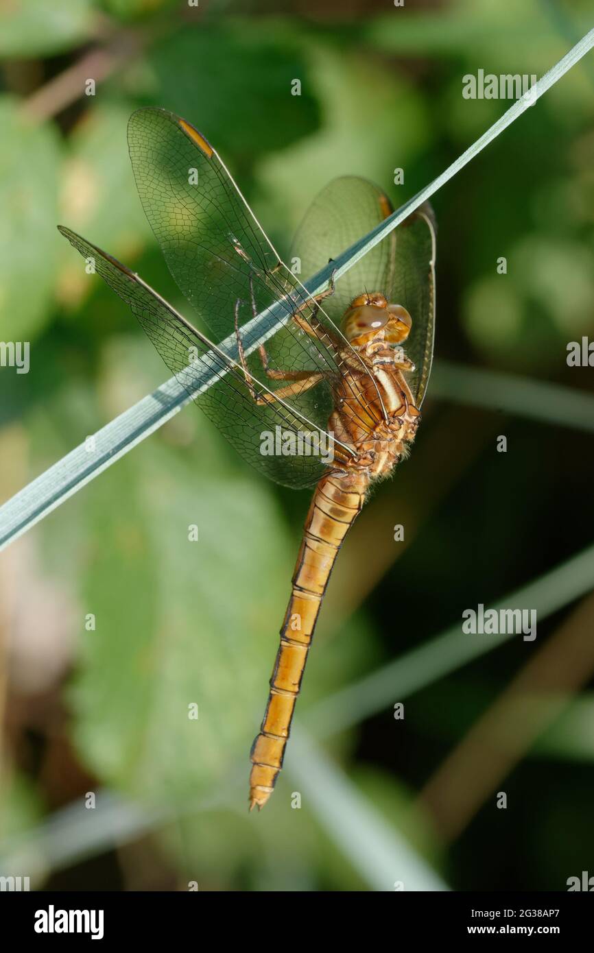 Weiblicher Kielskimmer (Orthetrum coerulescens) Stockfoto