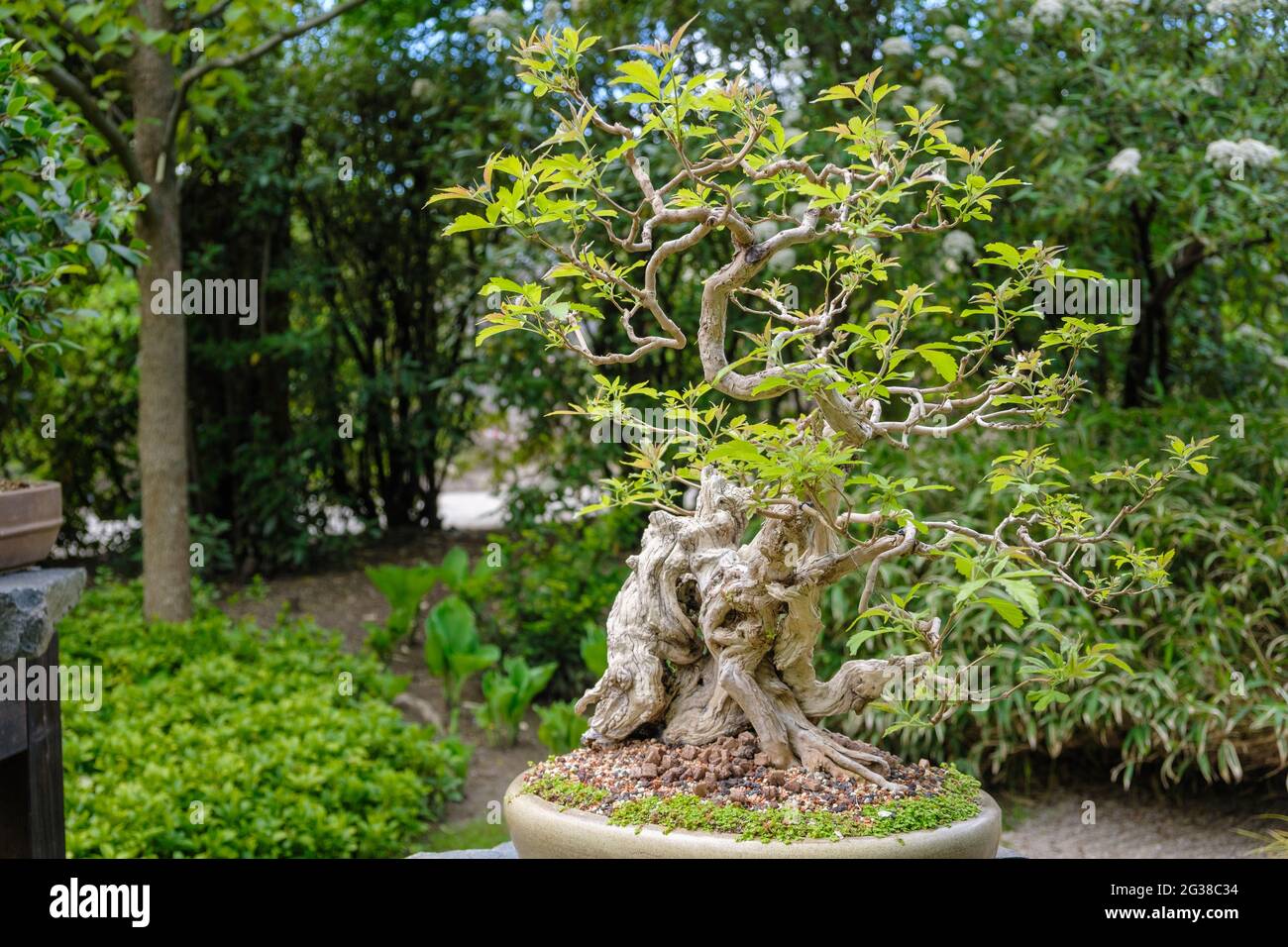 Bonsai Baum Garten 1