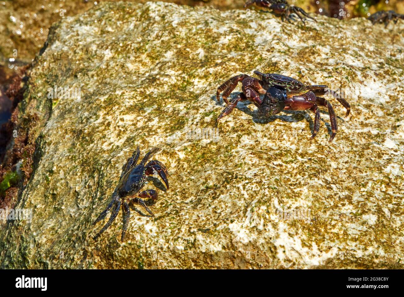 Gruppe von Marmorsteinkrabben oder Runner Crab (Pachygrapsus marmoratus (Fabricius, 1787) auf den Felsen der adria Stockfoto