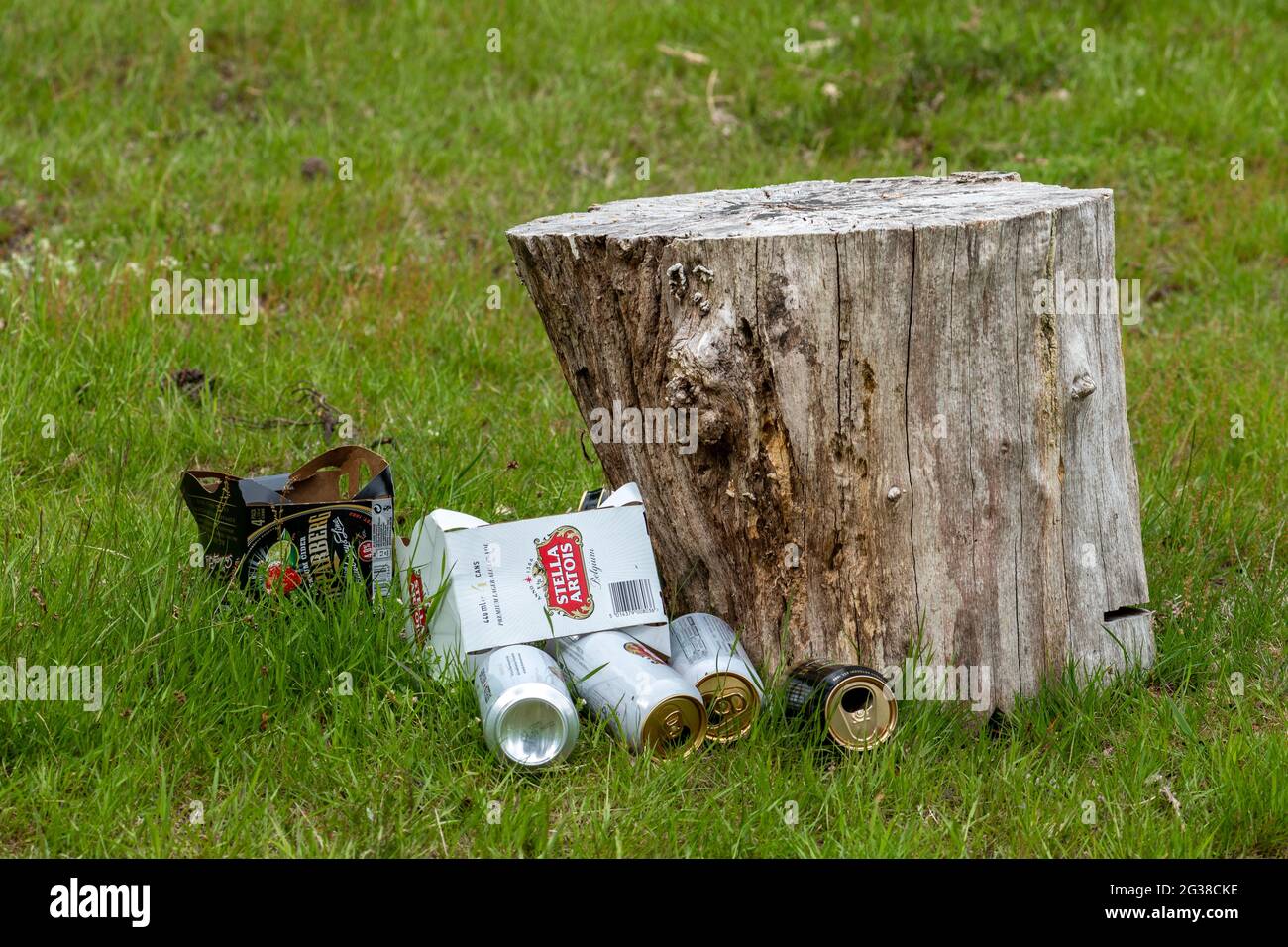Lagerbier und Apfelkannen werden auf dem Land, Großbritannien, neben einem Baumstumpf weggeworfen. Littering-Konzept Stockfoto