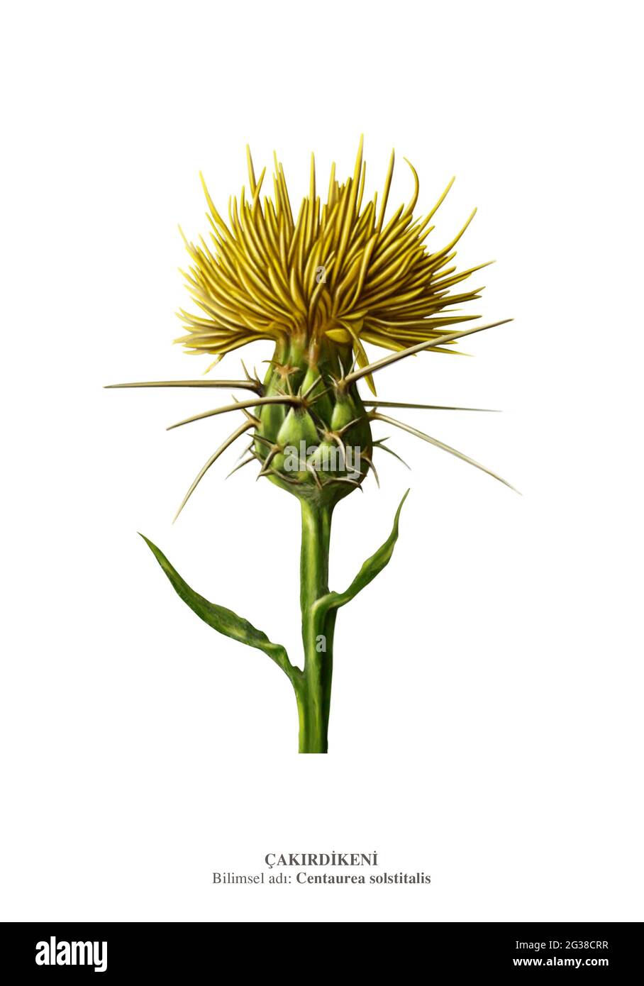 Centaurea solstitialis, die gelbe Sterndistel, gehört zur Familie der Asteraceae, die im Mittelmeerraum beheimatet ist. Stockfoto