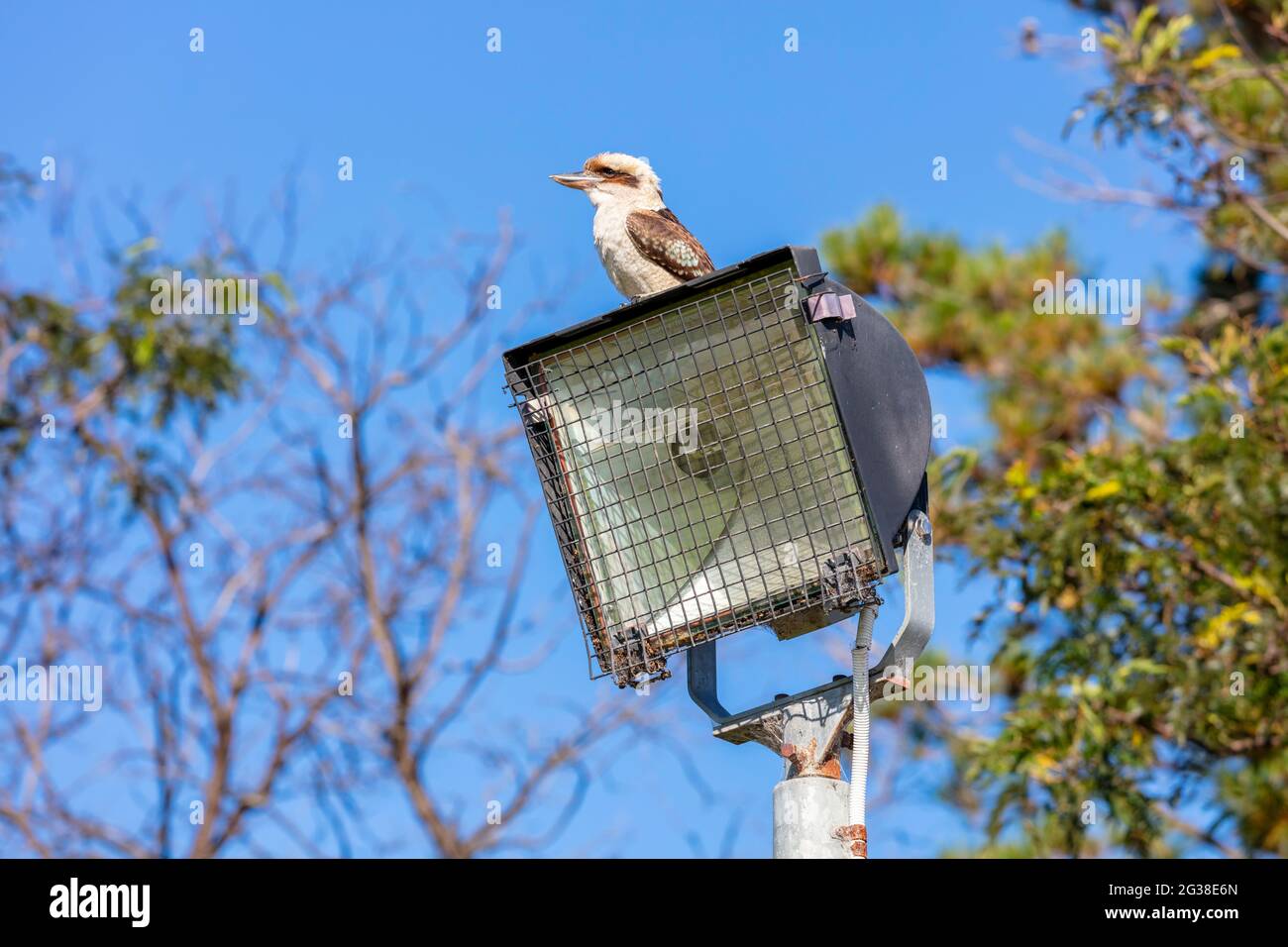 Foto einer australischen Kookaburra, die auf einem Lichtturm sitzt In der Nähe von Gummibäumen vor einem strahlend blauen Himmel Stockfoto