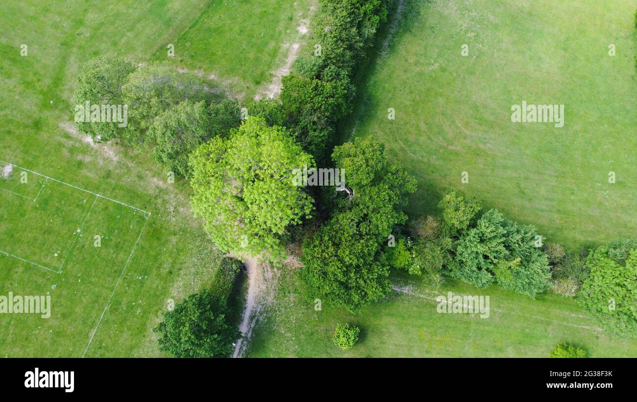 Eichen-Baumkrone von direkt oben, von Drohne abgebildet Stockfoto