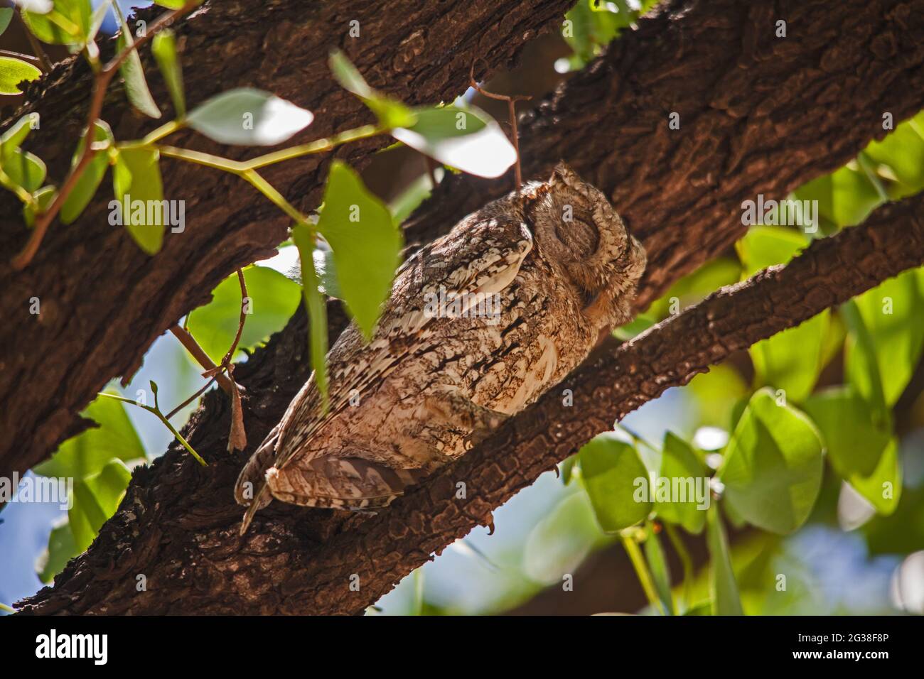 African Scopus-Owl Otus senegalensis 13527 Stockfoto
