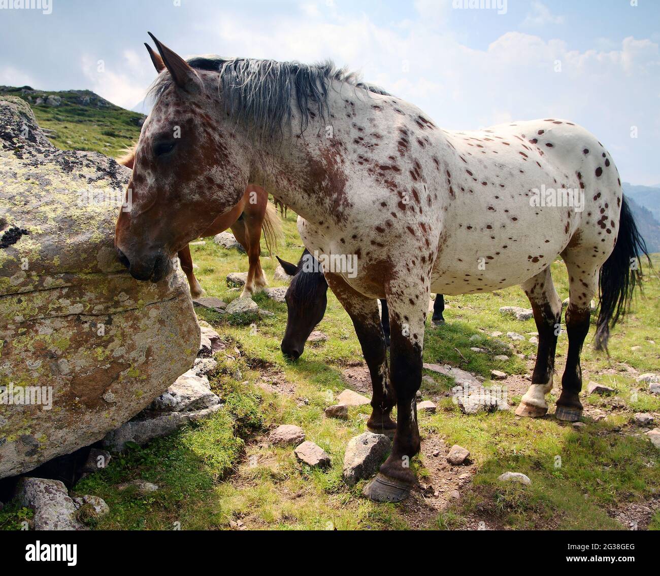 Wilde Pferde auf Bergen Stockfoto